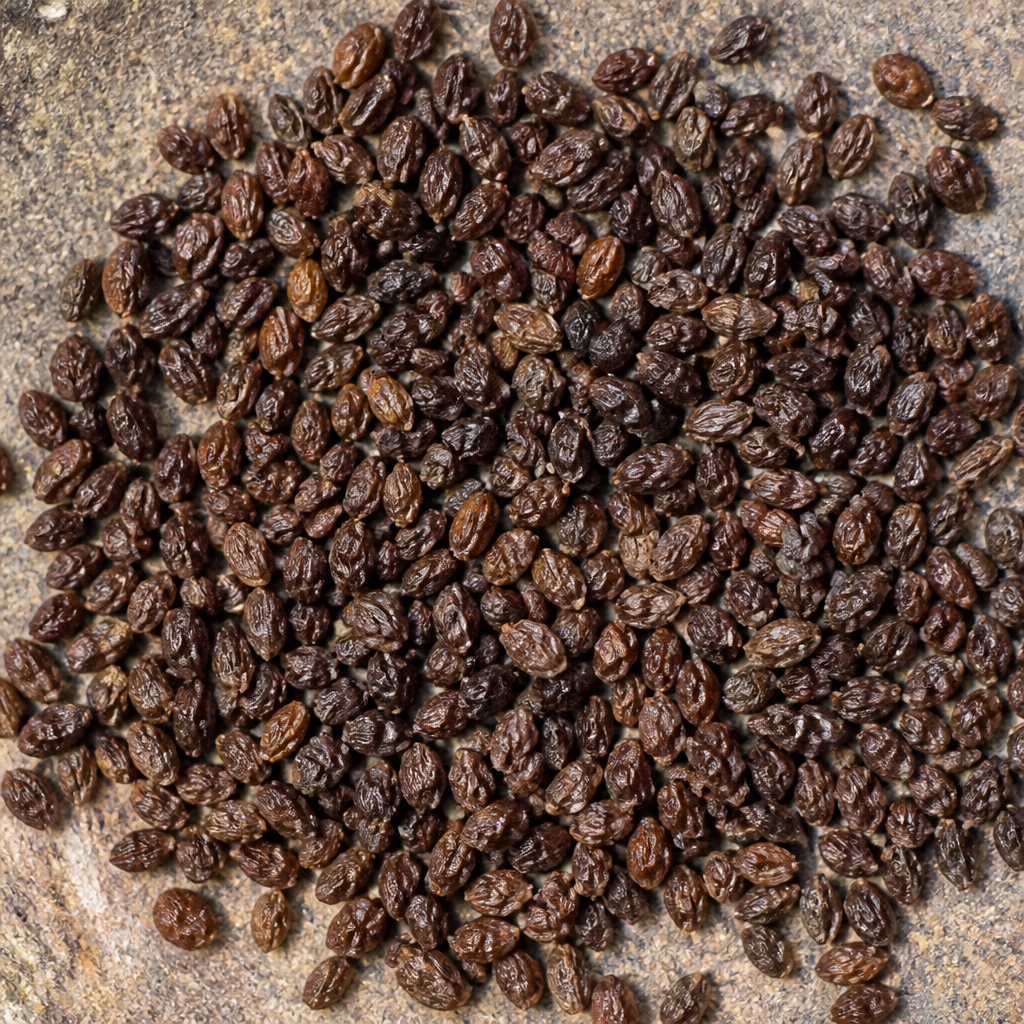 Vinca Seed