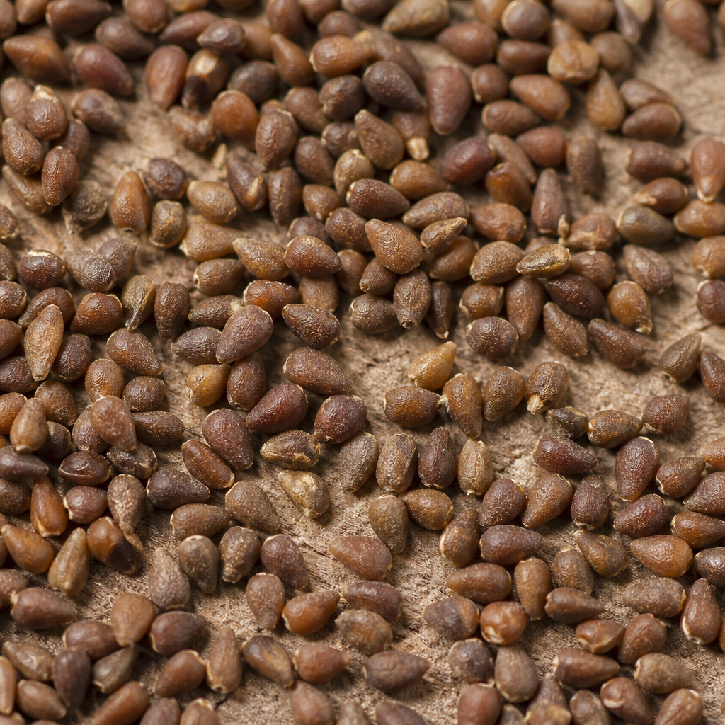 Stylo Seed