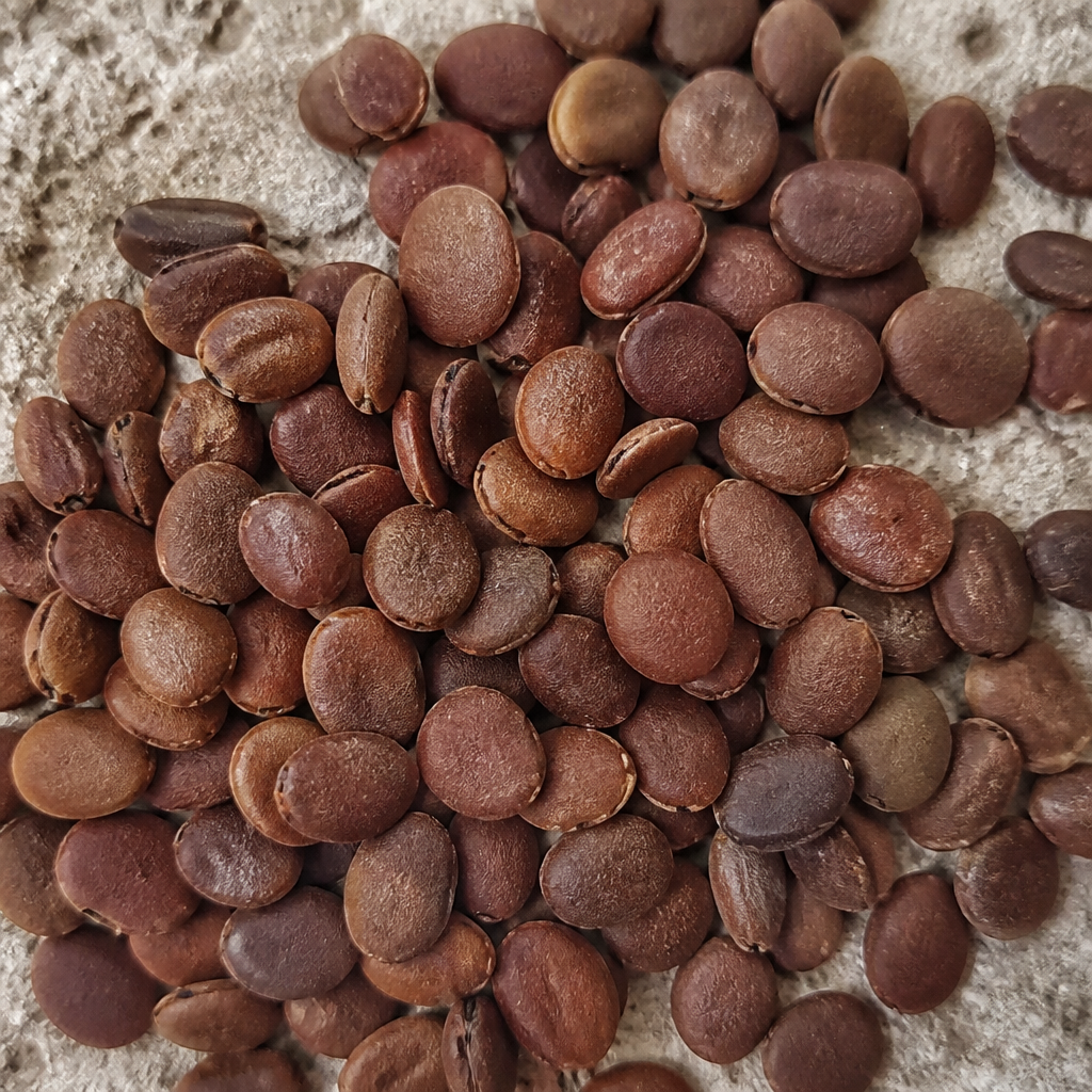 Subabul Seed for planting